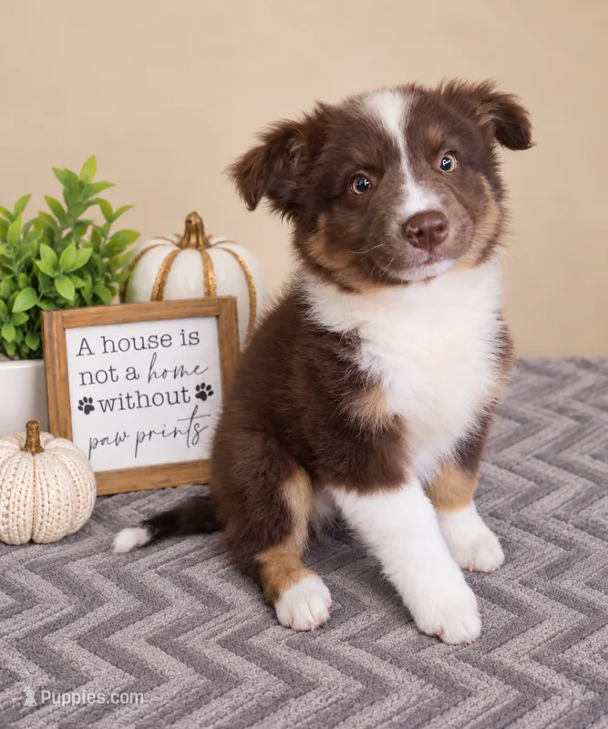 Oakley – Australian Shepherd puppy for sale in Louisville, KY
