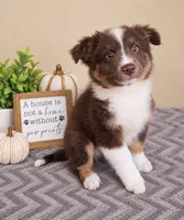 Oakley, a male Australian Shepherd for sale in Louisville, KY – 1 of 3