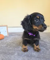 Clover- AKC, a female Miniature Dachshund for sale in Louisville, KY – 3 of 6