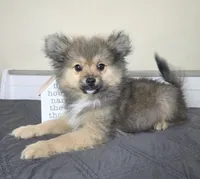 Chester, a male Pomeranian for sale in Louisville, KY – 3 of 3