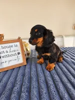 Zelda, a female Miniature Dachshund for sale in Louisville, KY – 4 of 7