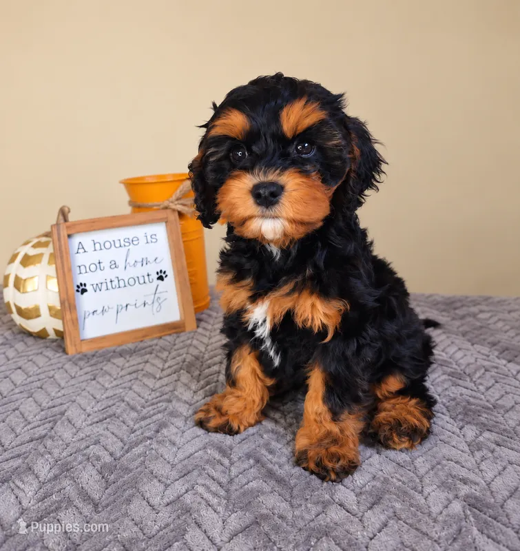 Ruger – Cavapoo puppy for sale in Louisville, KY
