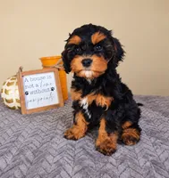 Ruger, a male Cavapoo for sale in Louisville, KY – 1 of 4