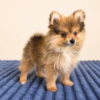 Porter, a male Pomeranian for sale in Louisville, KY – 3 of 4