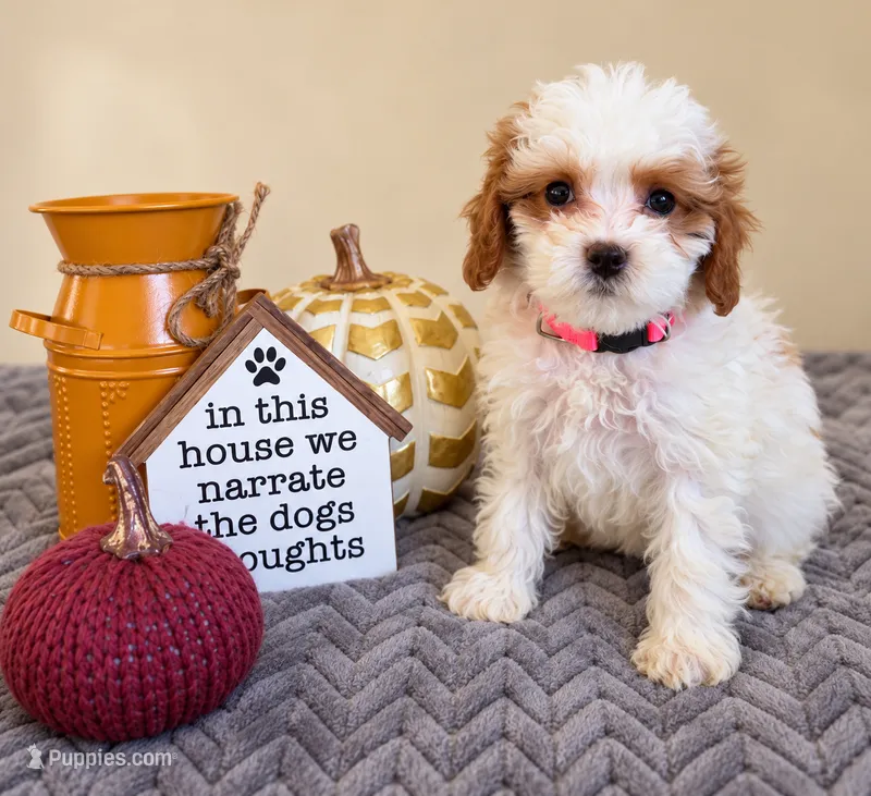 Wendy – Cavapoo puppy for sale in Louisville, KY