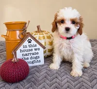 Wendy, a female Cavapoo for sale in Louisville, KY – 1 of 3