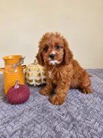 Luke, a male Cavapoo for sale in Louisville, KY – 3 of 4