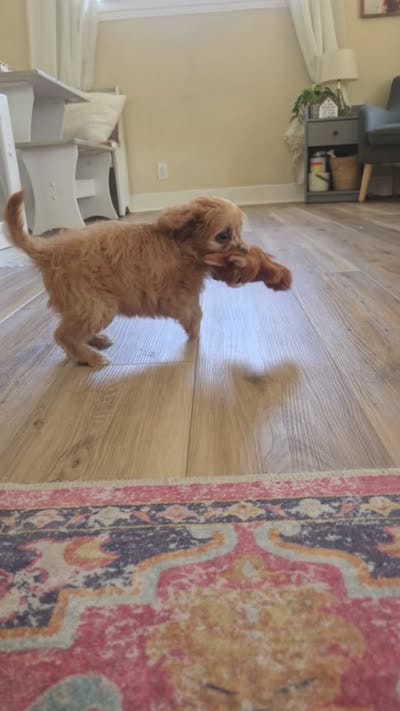Sir Butters, a male Cavapoo for sale in Louisville, KY – 4 of 4