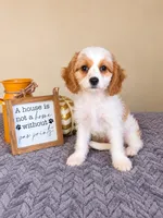 Chloe, a female Cavapoo for sale in Louisville, KY – 4 of 4