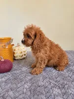 Luke, a male Cavapoo for sale in Louisville, KY – 2 of 4