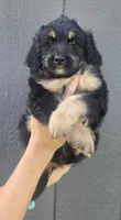 Benny, a male Miniature Bernedoodle for sale in Louisville, KY – 3 of 5