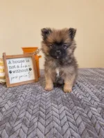 Bruno , a male Pomeranian for sale in Louisville, KY – 1 of 3