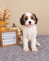 Millie, a female Cavapoo for sale in Louisville, KY – 1 of 3