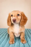 Dexter, a male Miniature Dachshund for sale in Louisville, KY – 3 of 3