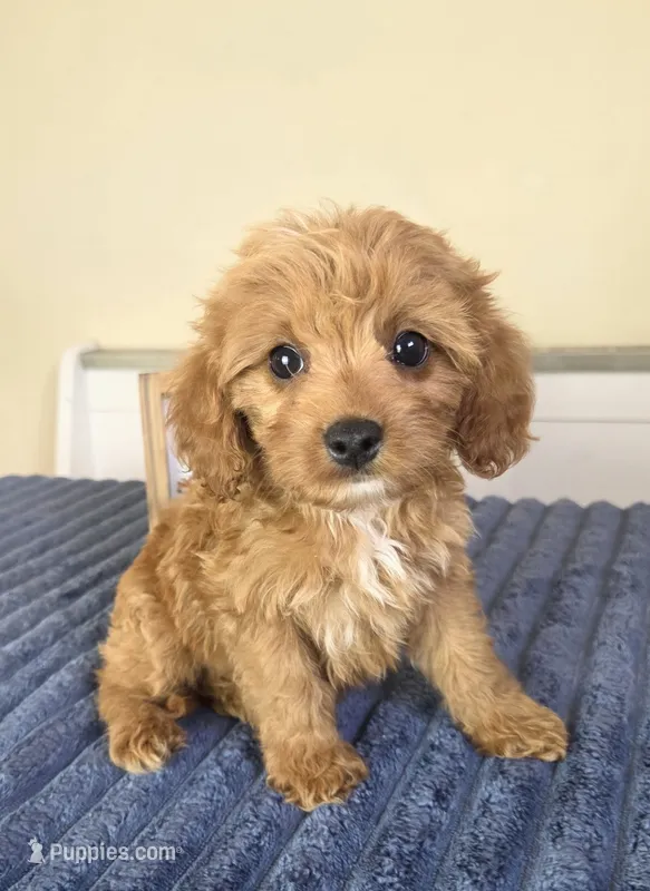Bennett – Cavapoo puppy for sale in Louisville, KY