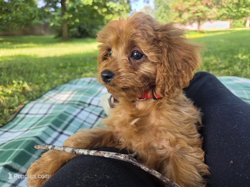 Clark – Cavapoo puppy for sale in Louisville, KY