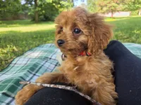 Clark, a male Cavapoo for sale in Louisville, KY – 1 of 7