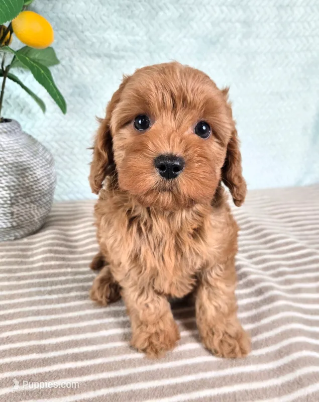 Clementine – Cavapoo puppy for sale in Louisville, KY