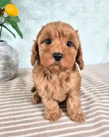 Clementine, a female Cavapoo for sale in Louisville, KY – 1 of 2