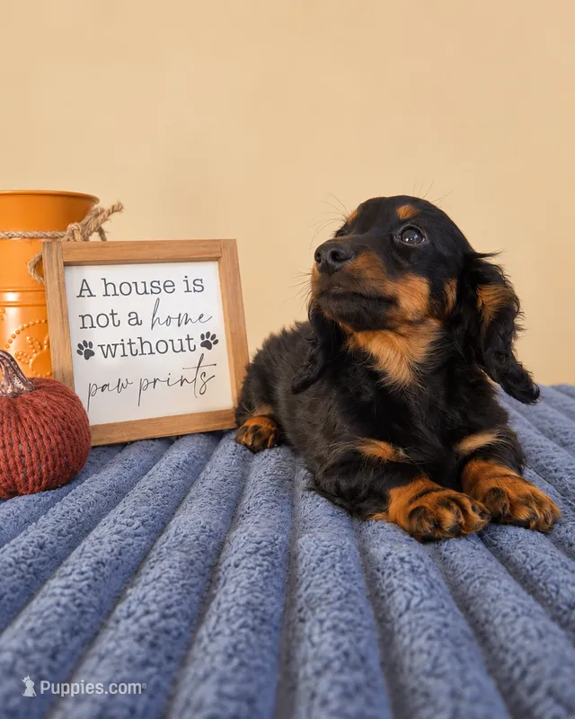 Ganon, a male Miniature Dachshund for sale in Louisville, KY – 1 of 6