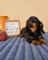 Ganon, a male Miniature Dachshund for sale in Louisville, KY – 1 of 6