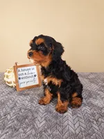Ruger, a male Cavapoo for sale in Louisville, KY – 2 of 4