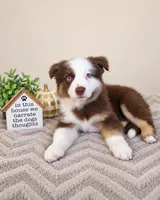 Murphy, a male Australian Shepherd for sale in Louisville, KY – 2 of 3