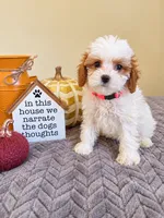 Wendy, a female Cavapoo for sale in Louisville, KY – 3 of 3