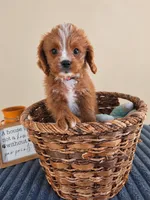 Newman, a male Cavapoo for sale in Louisville, KY – 2 of 5