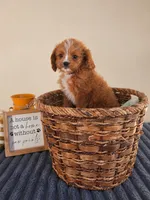 Newman, a male Cavapoo for sale in Louisville, KY – 1 of 5
