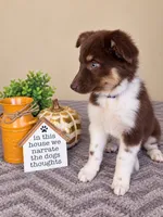 Maisie, a female Australian Shepherd for sale in Louisville, KY – 2 of 3