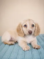 Dallas, a male Miniature Dachshund for sale in Louisville, KY – 3 of 3
