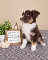 Oakley, a male Australian Shepherd for sale in Louisville, KY – 3 of 3