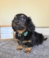 Chai- AKC, a male Miniature Dachshund for sale in Louisville, KY – 2 of 5