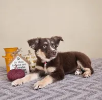 Winnie, a female Australian Shepherd for sale in Louisville, KY – 3 of 3