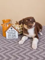 Olive, a female Australian Shepherd for sale in Louisville, KY – 2 of 3