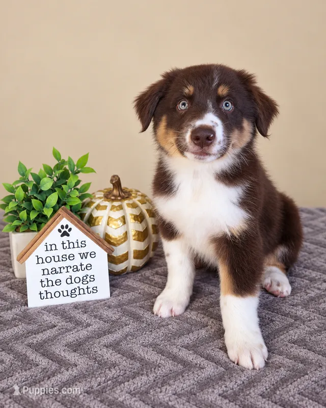 Remy – Australian Shepherd puppy for sale in Louisville, KY