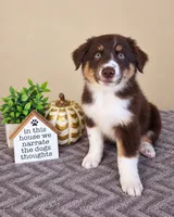 Remy, a male Australian Shepherd for sale in Louisville, KY – 1 of 4