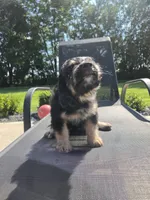 Bernie, a male Miniature Bernedoodle for sale in Louisville, KY – 2 of 4