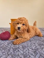 Harlow, a male Cavapoo for sale in Louisville, KY – 2 of 4