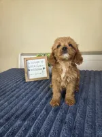 Cash, a male Cavapoo for sale in Louisville, KY – 5 of 5
