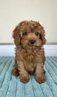 Charlie, a male Cavapoo for sale in Louisville, KY – 3 of 5