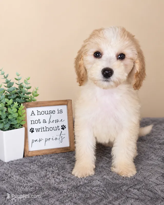 Angel – Miniature Goldendoodle puppy for sale in Louisville, KY