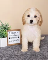 Angel, a female Miniature Goldendoodle for sale in Louisville, KY – 1 of 5