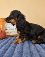 Ganon, a male Miniature Dachshund for sale in Louisville, KY – 5 of 6