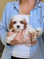 Wendy, a female Cavapoo for sale in Louisville, KY – 2 of 3