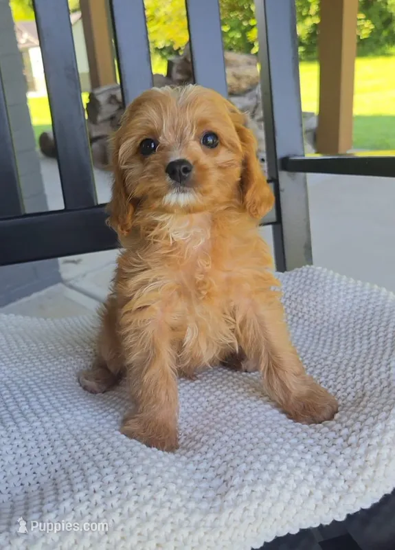 Sir Butters – Cavapoo puppy for sale in Louisville, KY