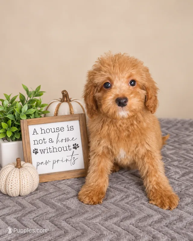 Gnocchi – Miniature Goldendoodle puppy for sale in Louisville, KY