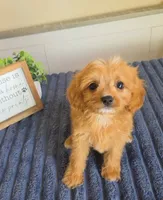 Sir Butters, a male Cavapoo for sale in Louisville, KY – 2 of 3