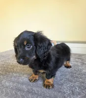 Mocha- AKC, a male Miniature Dachshund for sale in Louisville, KY – 6 of 7